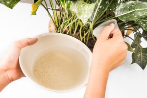 Greywater Hack: How Households Are Halving Their Water Use
