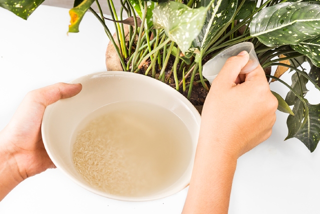 Greywater Hack: How Households Are Halving Their Water Use